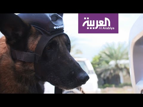 بالفيديو شرطة دبي تستعين بالكلاب الذكية