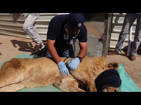 شاهد مهمة خاصة لإنقاذ أسد ودبة داخل حديقة حيوانات في الموصل