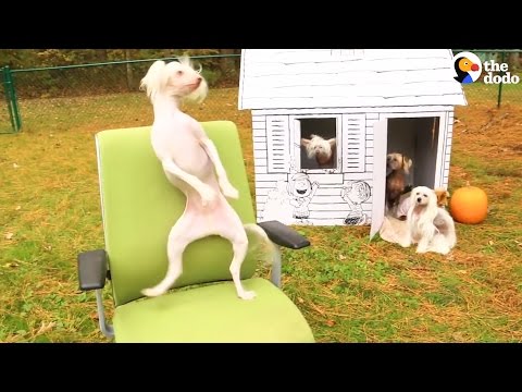 بالفيديو كلب لا يستطيع التوقّف عن الرقص