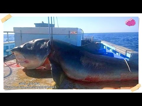 ضمن الكائنات العجيبة التي تعجّ بها البحار والمحيطات