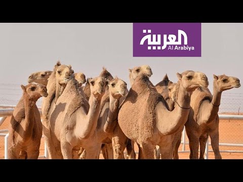 شاهد كيفية اختيار الفائز في مسابقة ملك جمال الإبل