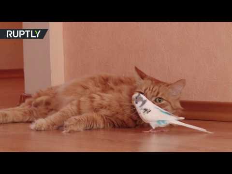 بالفيديو  صداقة عجيبة بين قطة وببغاء