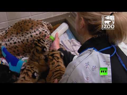 بالفيديو كلبة ترعى 3 أشبال من النمور النادرة