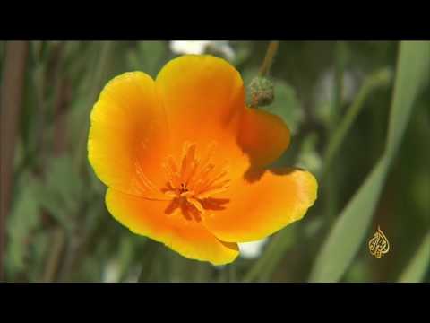 شاهد ربيع كاليفورنيا يكتسي جمالًا