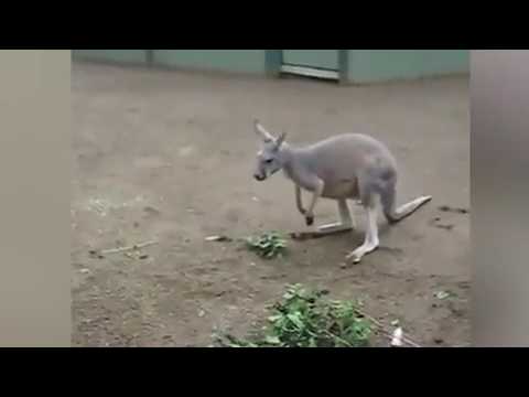 شاهد حيوانات الإيمو تطارد كنغر لحصوله على وجبتهم
