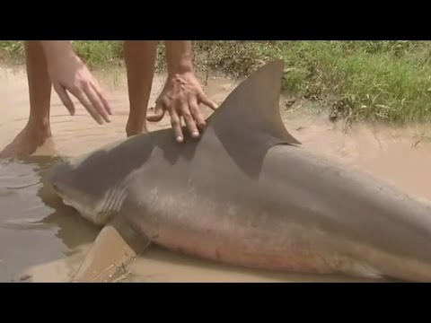 شاهد لحظة العثور على سمكة قرش في شوارع أستراليا