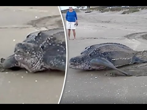 شاهد أكبر سلحفاة في العالم