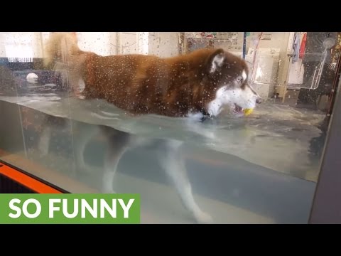 كلب محظوظ يحصل على جلسة علاج طبيعي