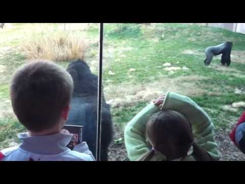 شاهد إنسان غاب يسير على قدميه يثير ضحك زوار الحديقة