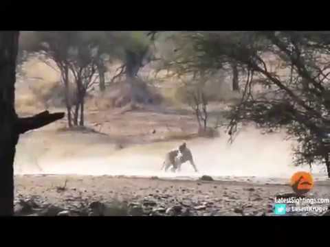 مطارده أسد لقطيع غزلان تنتهي بطريقة غير متوقعة