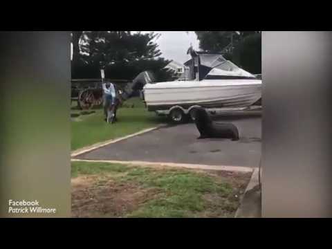 كلب بحر يطارد غنيمة صياد بقوة