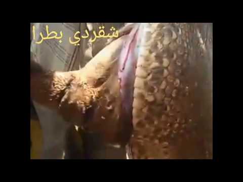 شاهد  ثعبان يبتلع ثورًا كاملًا في السودان