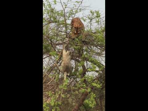 شاهد العناية الإلهية تنقذ رجلًا من الموت