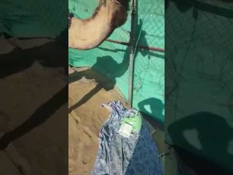 شاهد جمل يأخذ جرعة أكسجين