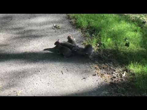 لقطات طريفة لذيول 4 سناجب متشابكة كسماعة الهاتف