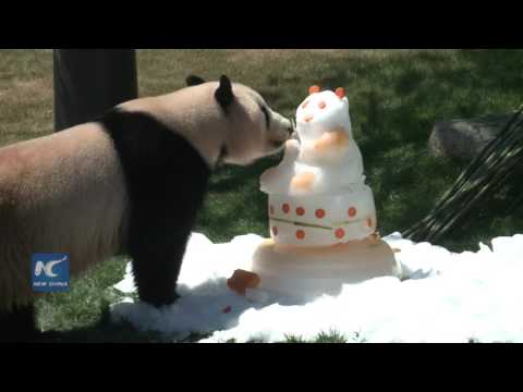 حفل وداع لثلاثة من الباندا قبل عودتهم للصين