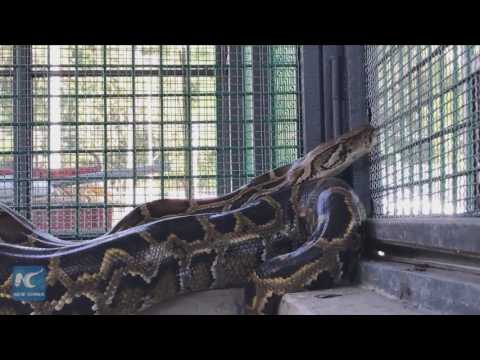 ينقذون ثعبانًا ويقتلونه بعد 18 عامًا