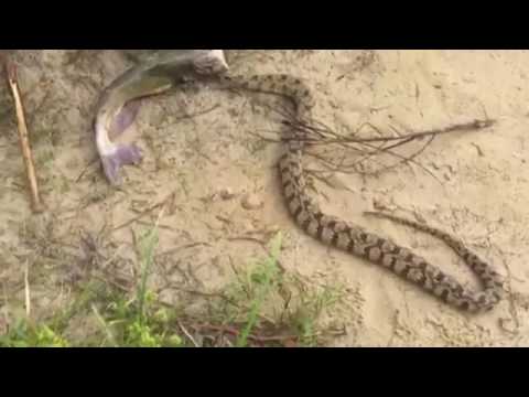 شاهد طفل صغير يصطاد سمكة فيأكلها ثعبان ضخم