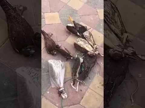 شاهد سعودي يضع صقورا حية في الفريزر