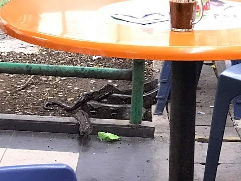 رد فعل رجل لحظة اقتحام أفعى مطعمًا يتناول العشاء فيه