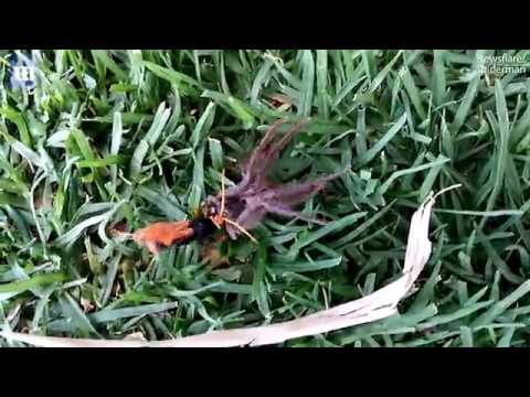 نهاية مأساوية لمعركة عنكبوت ودبور