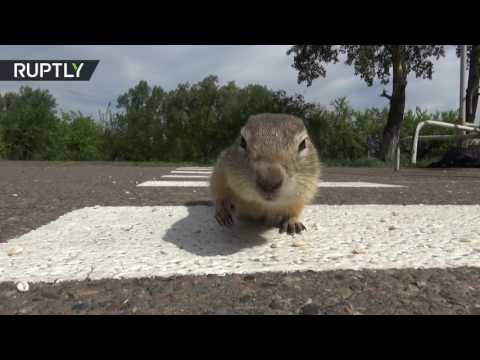 إنشاء معبر صغير لسناجب أميركية