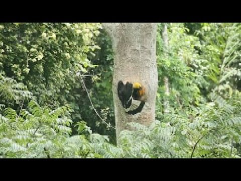 ظهور نادر لطائر أبو قرن