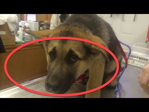 شيء محير يفعله الكلب كل ليلة