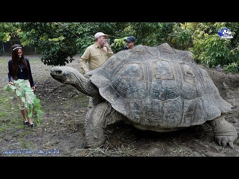 حقائق مذهلة ومخيفة غير معروفة عن السلاحف