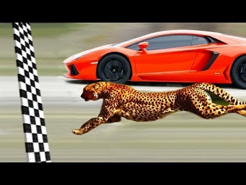 أسرع حيوانات على وجه الأرض سرعاتها لاتصدق