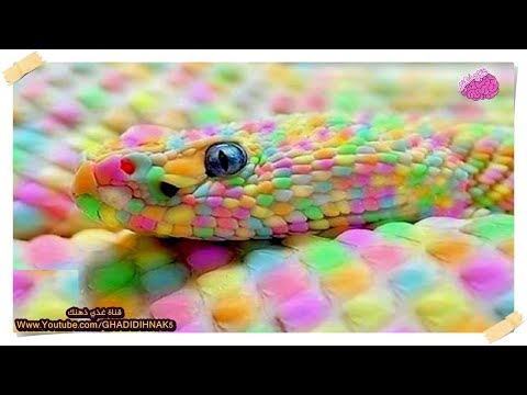 10 مخلوقات غريبة لم يعرف الكثيرون بوجودها