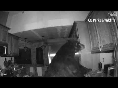 شاهد دب يقتحم منزل في كولورادو للبحث عن طعام