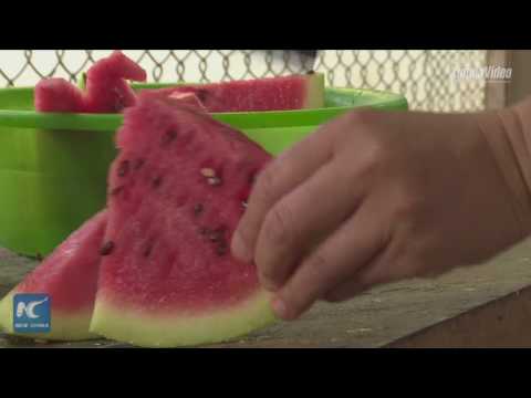 شاهد التكييف وشقق البطيخ أبرز طرق مواجهة الحر في حديقة الحيوان