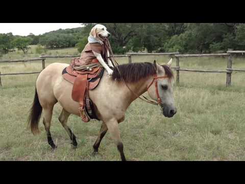 شاهد كلب يمارس ركوب الخيل بطريقة مذهلة