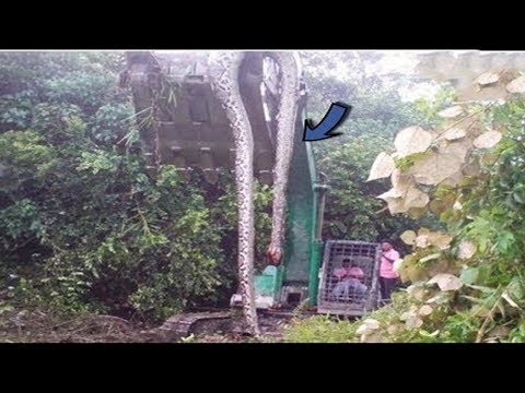 شاهد أخطر 5 أشياء تم العثور عليها في الغابة