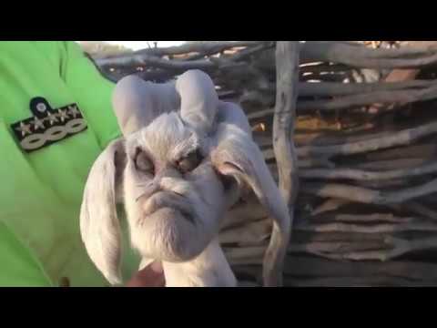 ولادة ماعز بوجه مخيف يرعب السكان المحليين