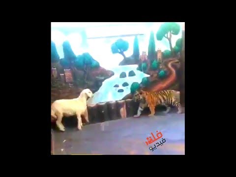 شاهد أطرف وأغرب مواقف الحيوانات عام 2017