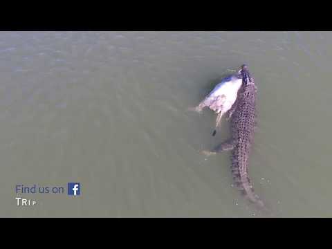 شاهد تمساح يسحب بقرة ضخمة بفكيه