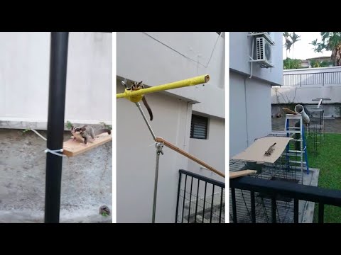 شاهد السنجاب الطائر ينفذ ببراعة مهمته المستحيلة