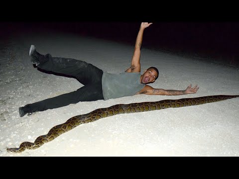 شاهد شاب يصارع أحد الثعابين الضخمة للسيطرة عليه