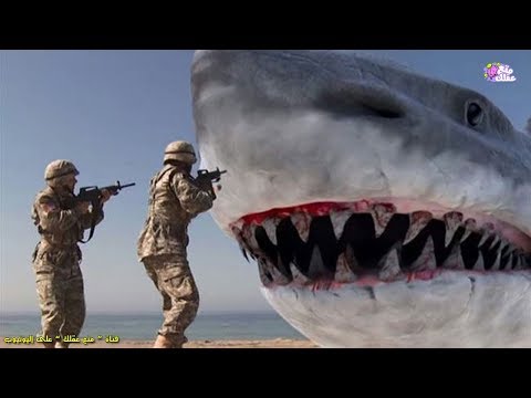 شاهد سمكة قرش تنقذ حياة رجل
