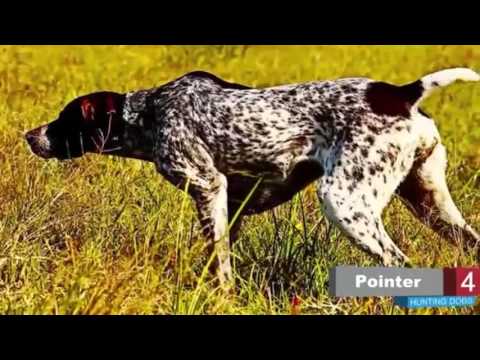 شاهد أفضل 10 كلاب في العالم تستخدم في الصيد