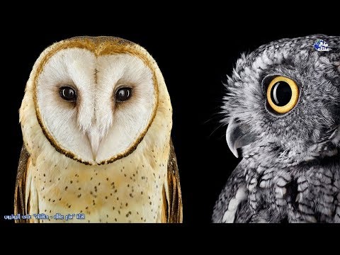 حقائق مذهلة عن طائر الحكمة البوم