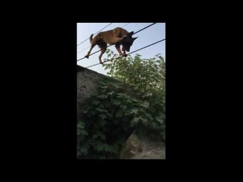 شاهد كلب يمشي على حبل رفيع بمهارة مدهشة