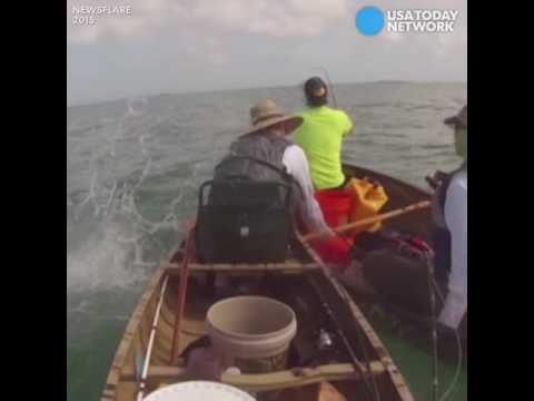 شاهد هجوم أسماك القرش على مراكب صيد صغيرة