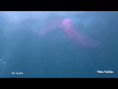 شاهد غواص يكتشف مخلوقًا بحريًا غريبًا في قاع المحيط