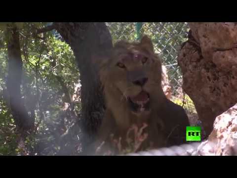 بالفيديو  نقل 5 أسود من مدينة حلب السورية إلى الأردن