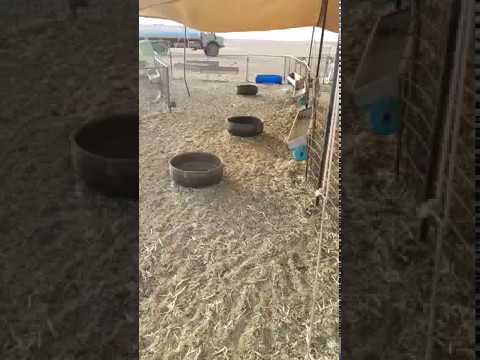 شاهد لصوص يسرقون 85 رأس غنم من حظيرة سعودي
