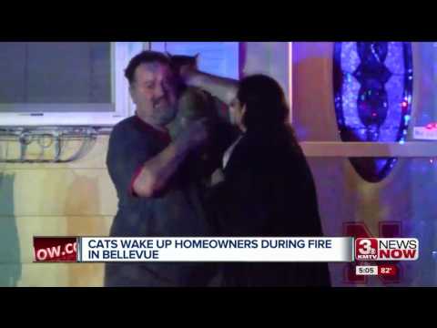 قطة تنقذ حياة عائلة من حريق التهم المنزل