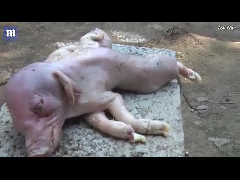 ولادة غريبة لخنزير بجسدين و8 أرجل في الصين